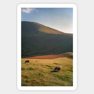 Sheep Grazing on the Mountain Sticker